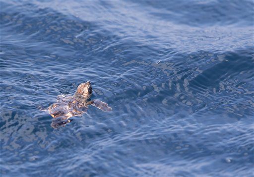 Loggerhead sea turtle hatchling